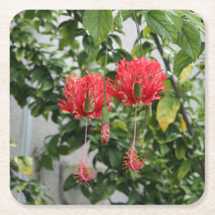 Tropische, gevleugelde koraal Hibiscus-ventilator Kartonnen Onderzetters