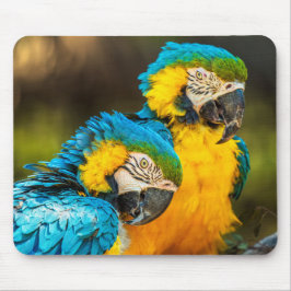 Tropische Gezelschapsdieren Wildlife Foto Muur Kun Muismat