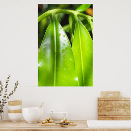 Tropische Groene Bladeren Foto Poster