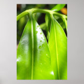 Tropische Groene Bladeren Foto Poster (Voorkant)