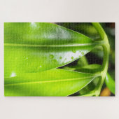 Tropische Groene Bladeren Foto Puzzel (Horizontaal)