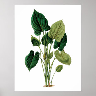 Tropische grote bladeren botanische afdrukfilodend poster