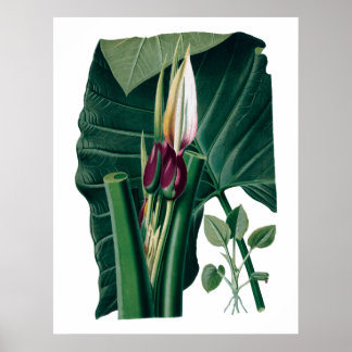 Tropische grote bladeren botanische druk poster