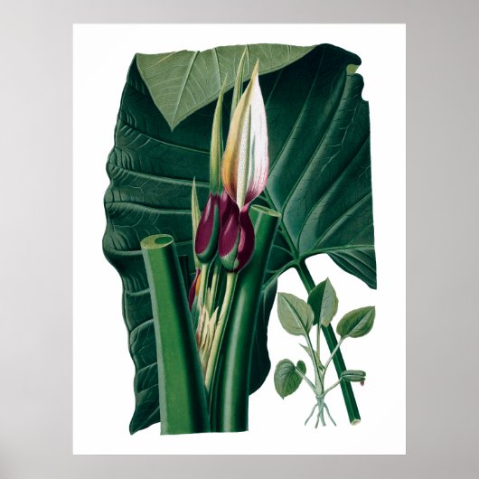 Tropische grote bladeren botanische druk poster (Voorkant)