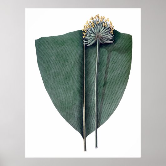 Tropische grote bladeren botanische druk poster (Voorkant)