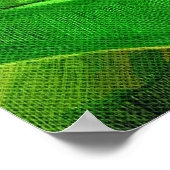 Tropische Heliconia - Lobster Claw Poster (Hoek)