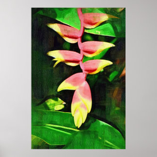 Tropische Heliconia - Lobster Claw Poster