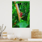 Tropische Heliconia - Lopen in de tuin Poster (Keuken)