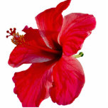 Tropische Hibiscus Flower Staand Fotobeeldje<br><div class="desc">Een heldere rode hibiscus die bloedt in Hawaii maakt een kleurrijke tropische bloemacrylsculptuur</div>