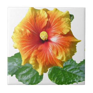 Tropische Hibiscus Flower Tegeltje