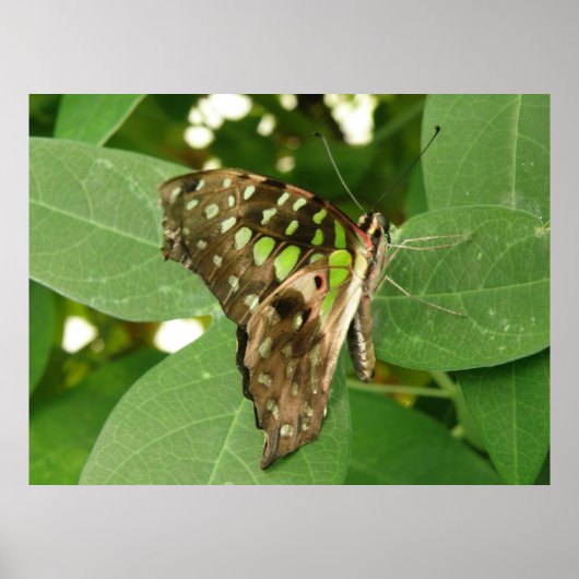Tropische Iridescent Green Butterfly Print (Voorkant)
