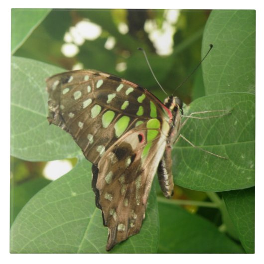 Tropische Iridescent Green Butterfly Tile Tegeltje (Voorkant)
