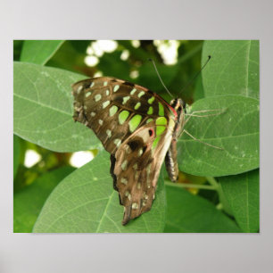 Tropische Iriserende Groene Vlinderprint Poster