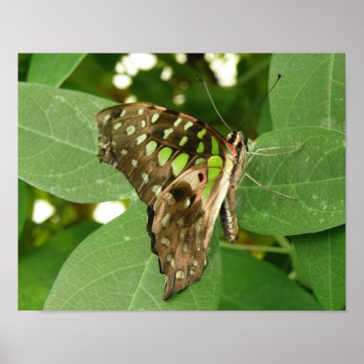 Tropische Iriserende Groene Vlinderprint Poster (Voorkant)