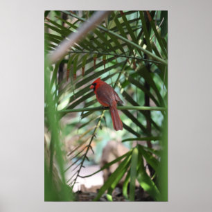 Tropische Kardinaal in de palmen Poster