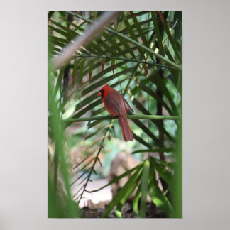 Tropische Kardinaal in de palmen Poster