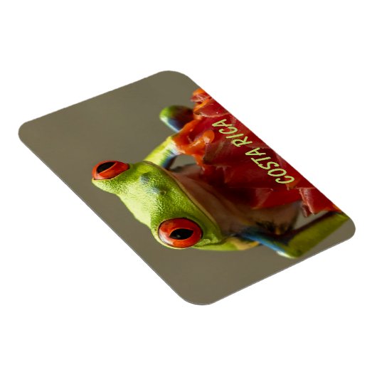 Tropische kikker met rode ogen in Costa Rica Magneet (Rechterzijde)