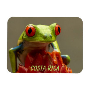 Tropische kikker met rode ogen in Costa Rica Magneet