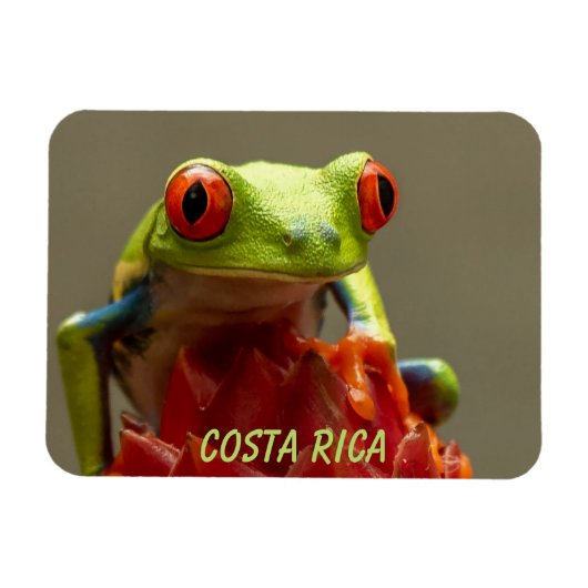 Tropische kikker met rode ogen in Costa Rica Magneet (Horizontaal)