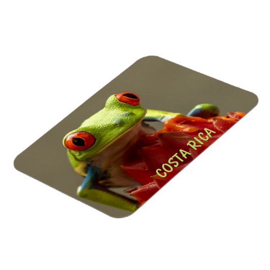 Tropische kikker met rode ogen in Costa Rica Magneet (Linkerzijde)