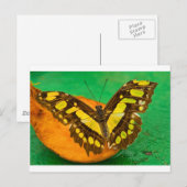 Tropische Kleur Briefkaart (Voorkant / Achterkant)