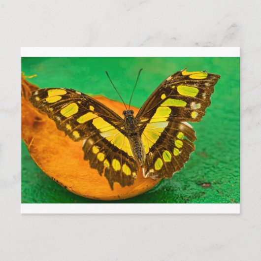 Tropische Kleur Briefkaart (Voorkant)