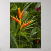 Tropische kleur poster (Voorkant)