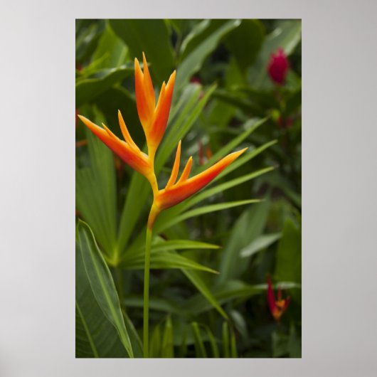 Tropische kleur poster (Voorkant)