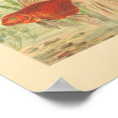 Tropische  kleurenafdrukken van goudvis poster (Hoek)