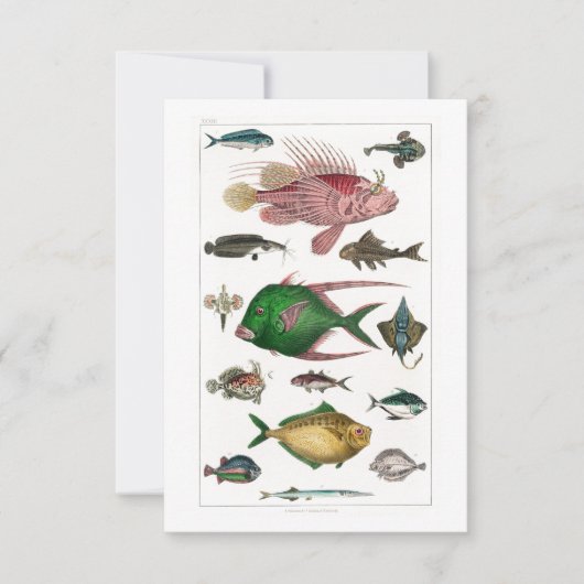 Tropische kleurrijke vissen RSVP kaartje (Voorkant)