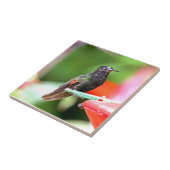 Tropische kolibrie bij feeder tegeltje (Zijkant)