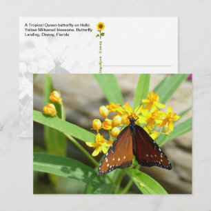 Tropische Koninginvlinder, FL - ansichtkaart Briefkaart
