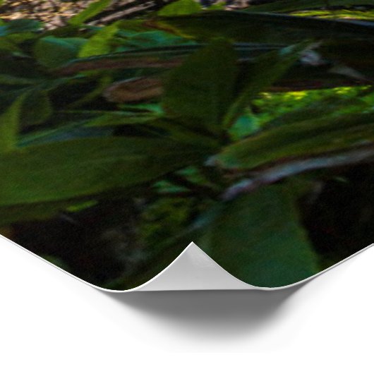 Tropische kustlijn poster (Hoek)