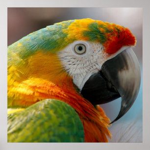 Tropische Macaw Parrot Poster