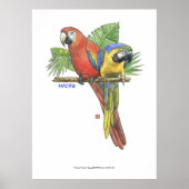 Tropische Macaws Poster (Voorkant)