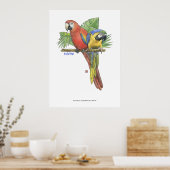 Tropische Macaws Poster (Keuken)