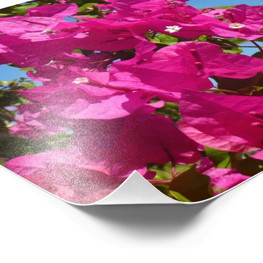 Tropische Natuur van Bougainvillea en Palm Foto Afdruk (Hoek)