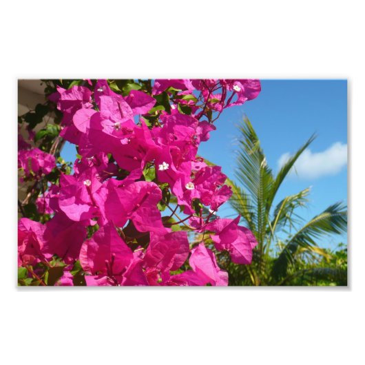 Tropische Natuur van Bougainvillea en Palm Foto Afdruk (Voorkant)