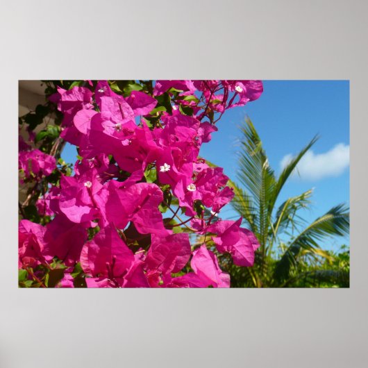 Tropische Natuur van Bougainvillea en Palm Poster (Voorkant)