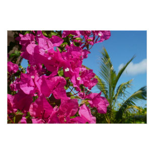 Tropische Natuur van Bougainvillea en Palm Poster