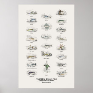 Tropische Oceaanvissen - Naturalist's Library Poster