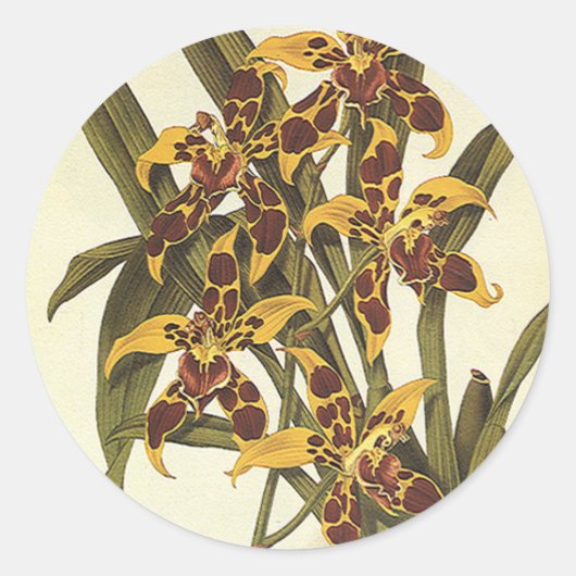  Tropische Odontoglossum Orchid Flowers Ronde Sticker (Voorkant)