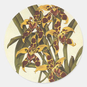  Tropische Odontoglossum Orchid Flowers Ronde Sticker