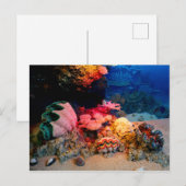 Tropische onderzeese koraal Clam Seashells Briefkaart (Voorkant / Achterkant)