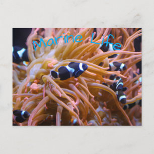 Tropische onderzeese laagvis Anemone Briefkaart