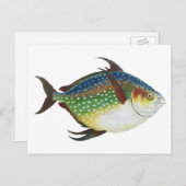 Tropische opaat,  zeewaterdier briefkaart (Voorkant / Achterkant)