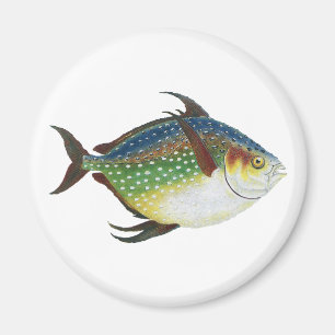 Tropische opaat, zeewaterdier magneet