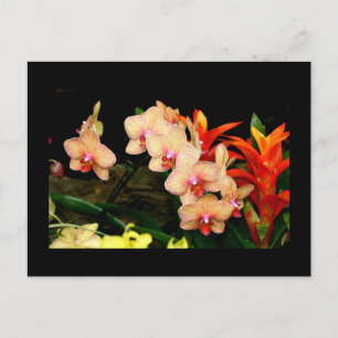 Tropische orchideeën briefkaart