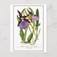 Tropische Paarse orchidee illustratie