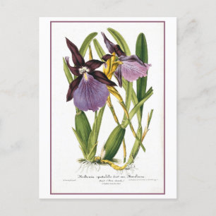 Tropische Paarse orchidee illustratie Briefkaart